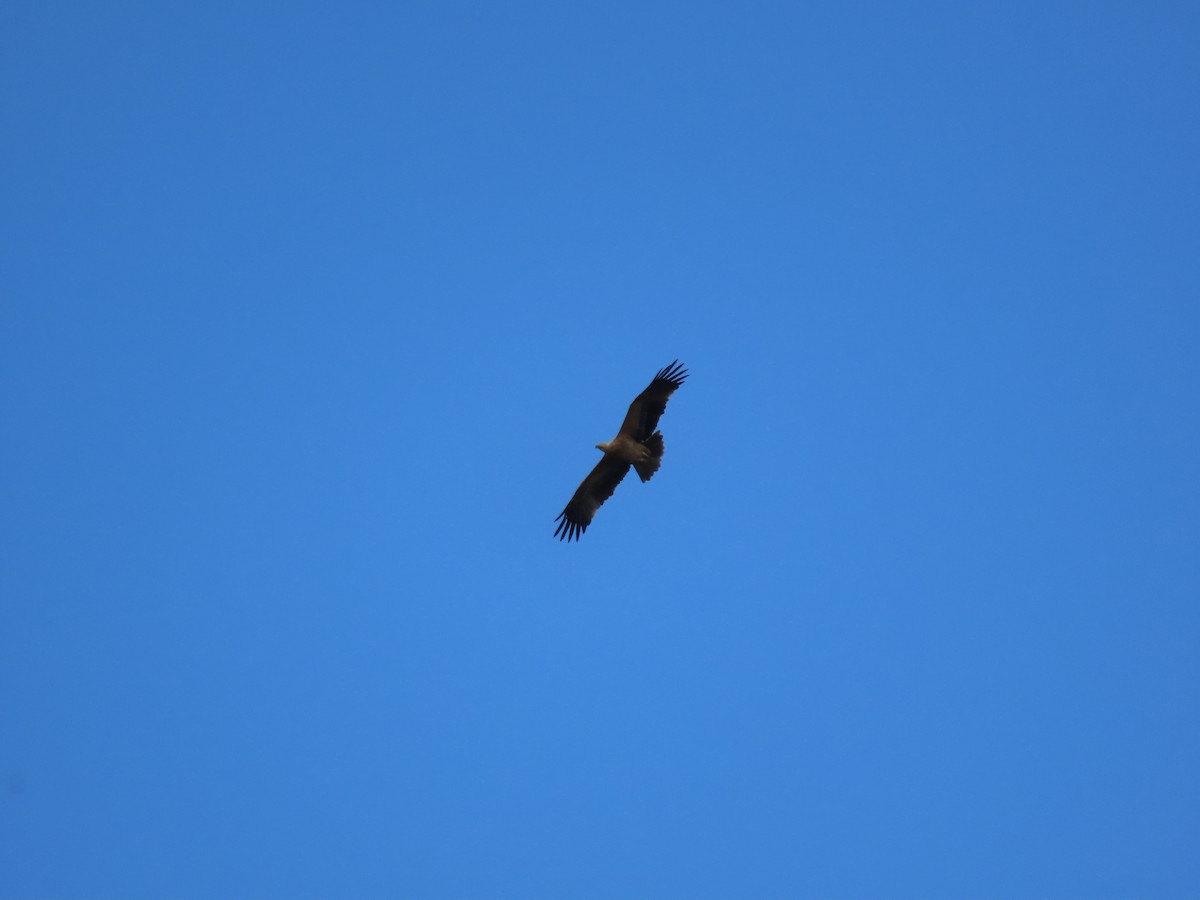Spanish Eagle - ML638390426