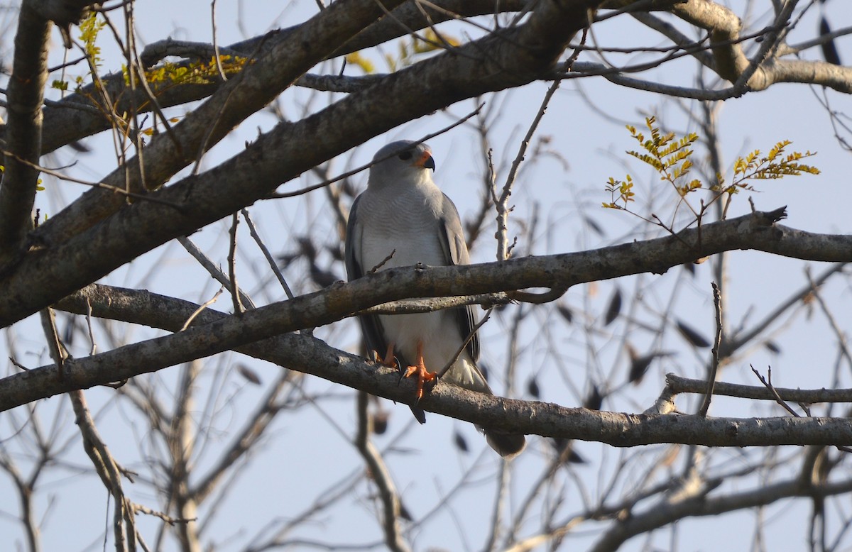 Gray Goshawk - ML638390429
