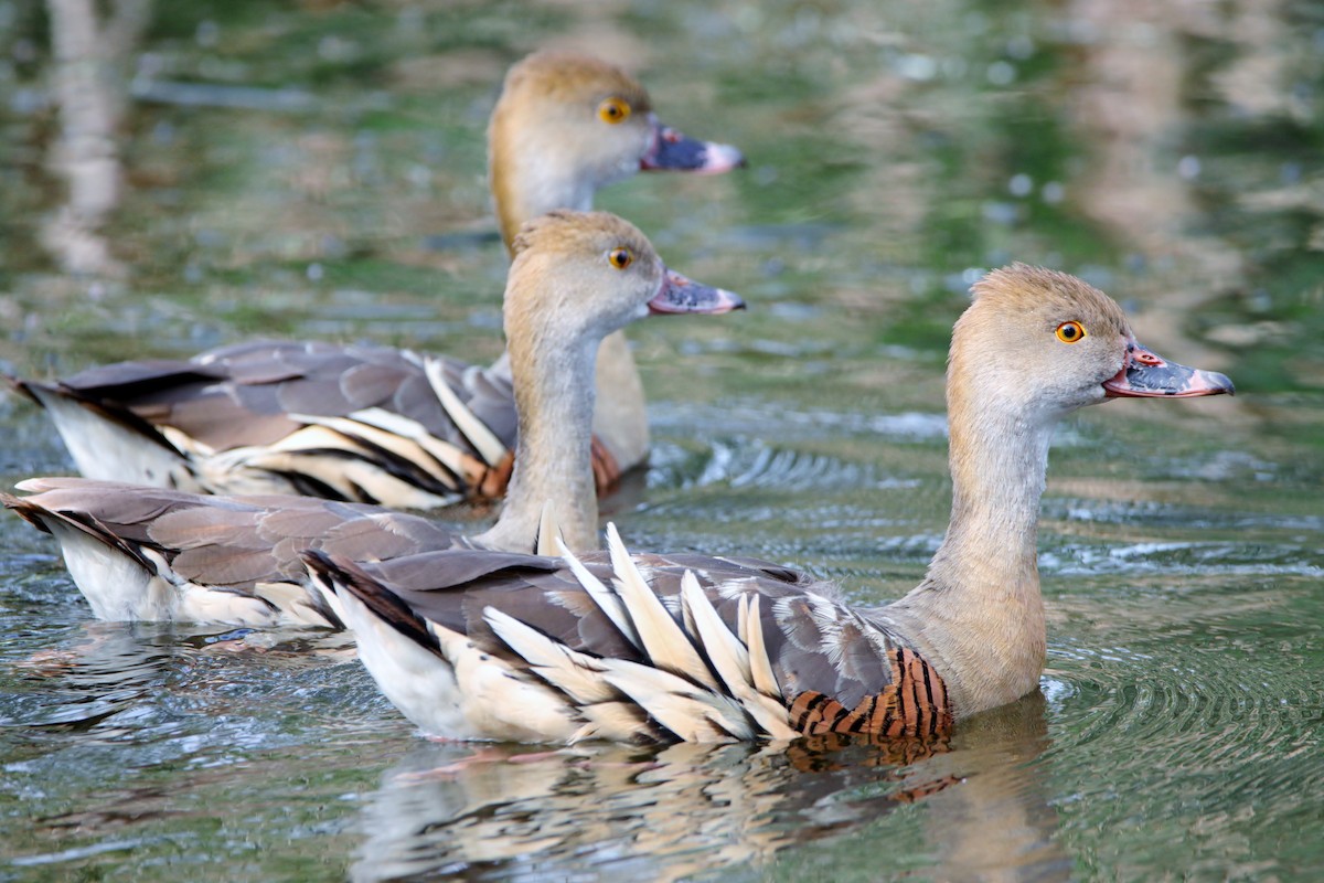 Plumed Whistling-Duck - ML638390430