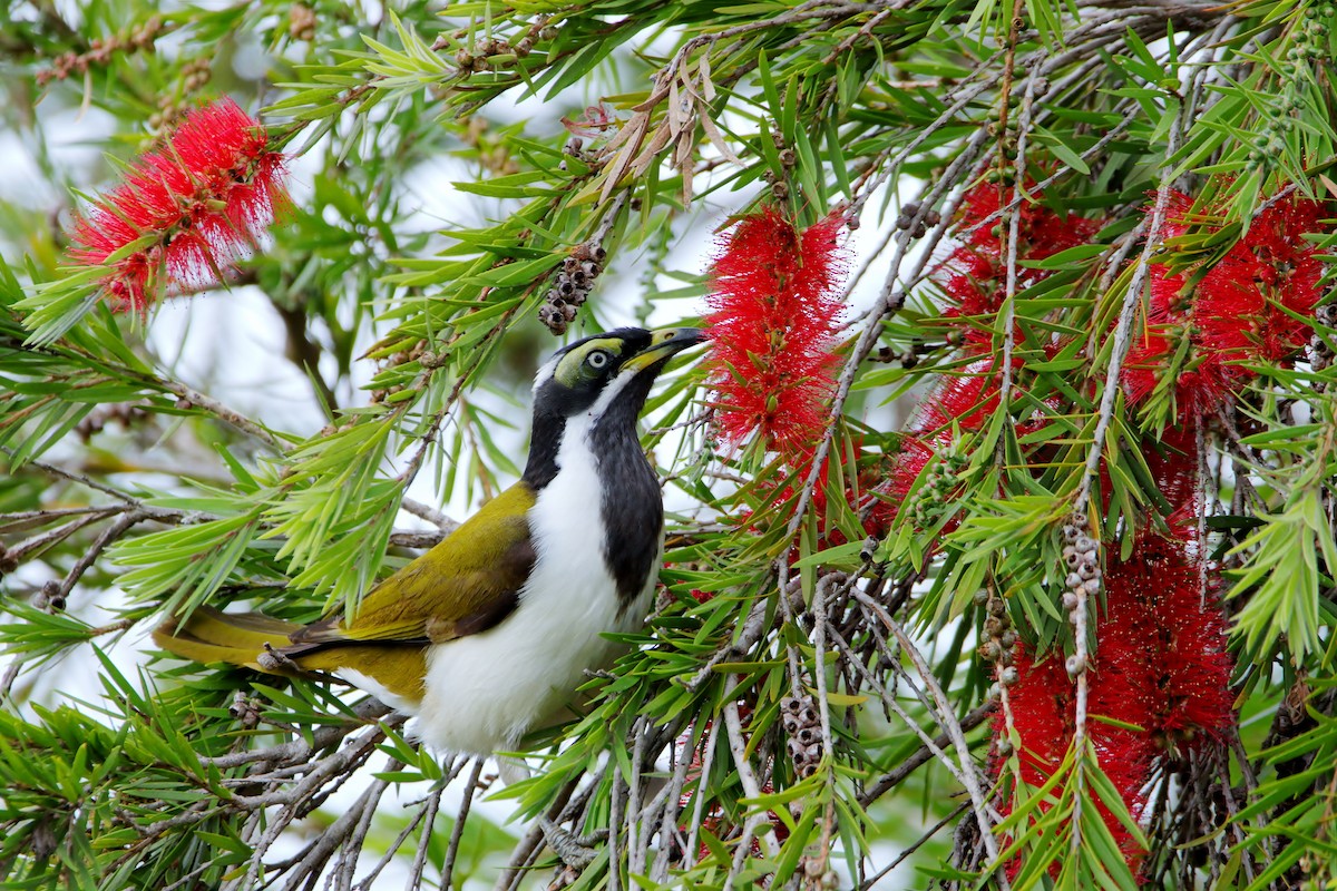 Blue-faced Honeyeater - ML638390431