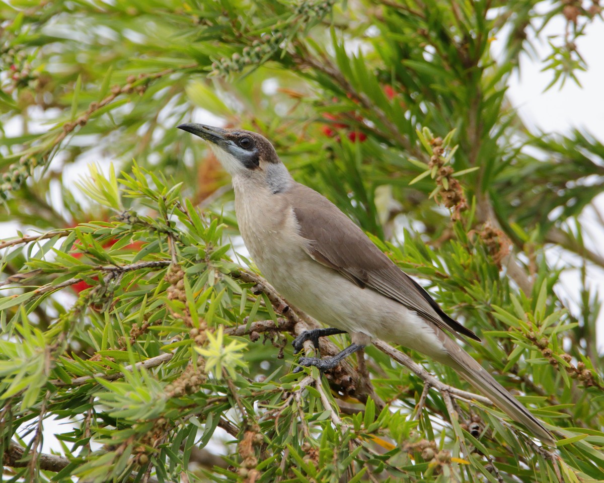 Little Friarbird - ML638390433