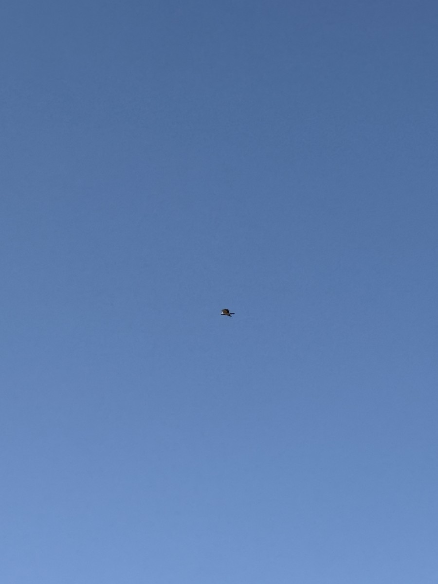 Бахим бүргэд - ML638390436