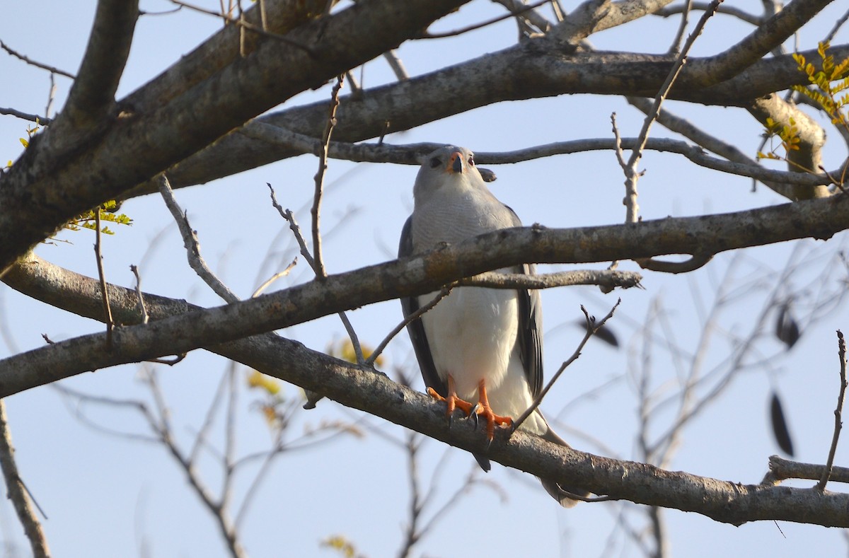 Gray Goshawk - ML638390440