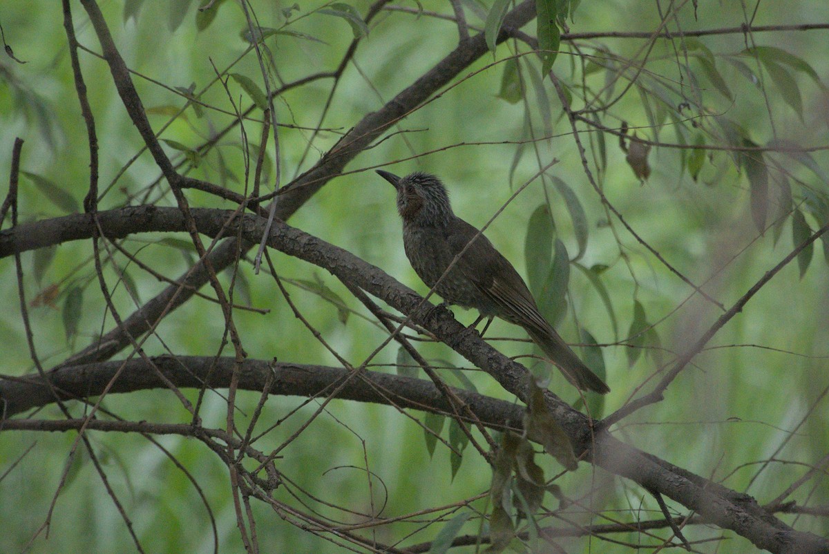 Brown-eared Bulbul - ML638390445
