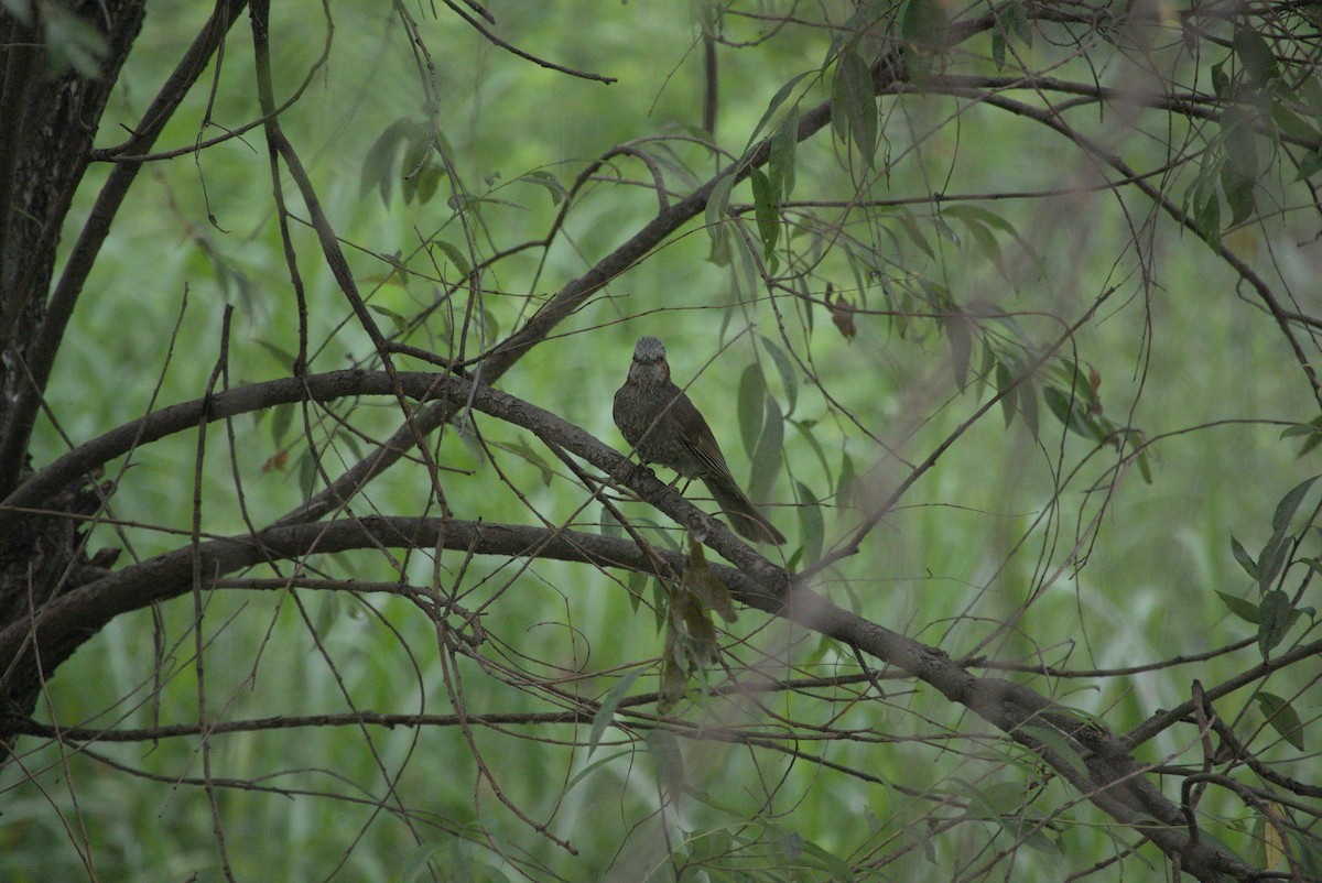 Brown-eared Bulbul - ML638390446