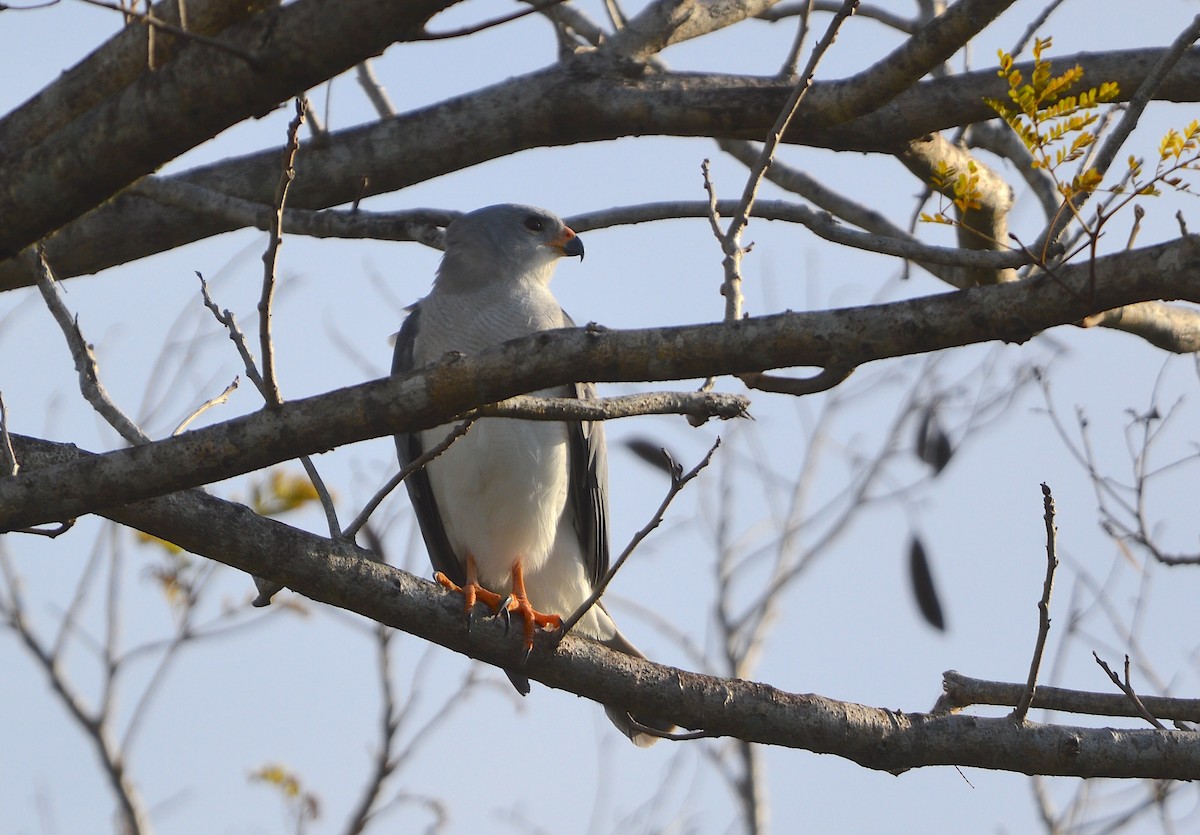 Gray Goshawk - ML638390447