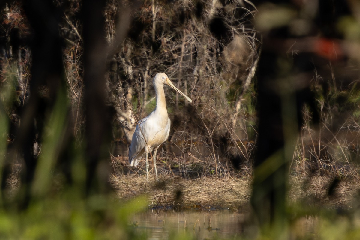 Yellow-billed Spoonbill - ML638390449