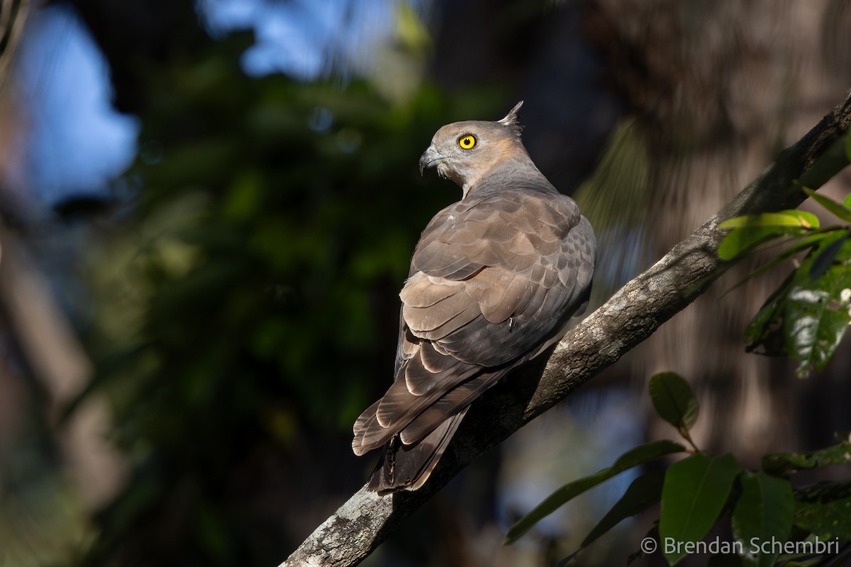 Pacific Baza - ML638390450