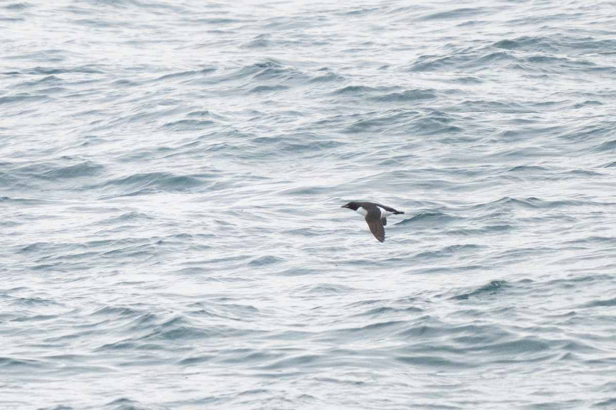 Thick-billed Murre - ML638390452