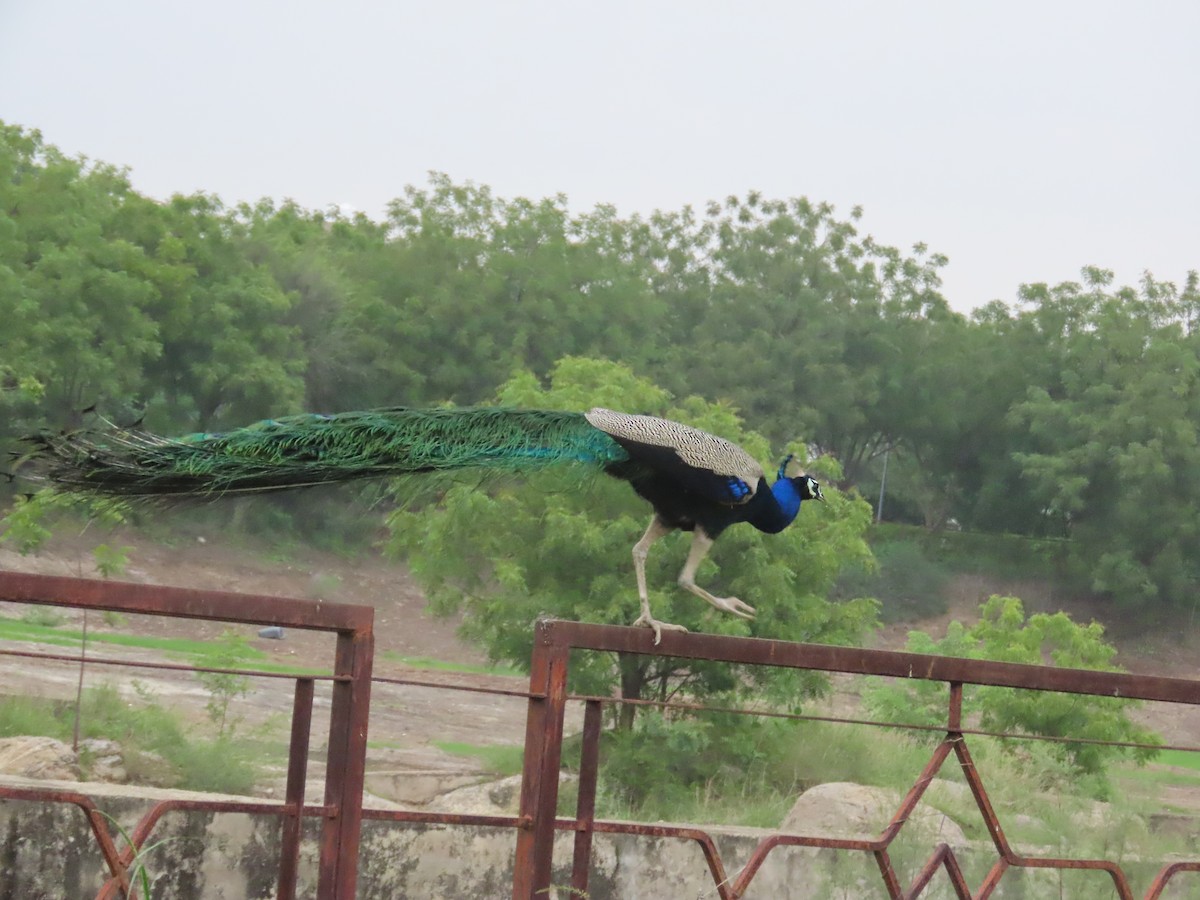 Indian Peafowl - ML638390454