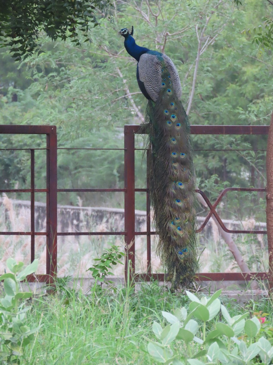 Indian Peafowl - ML638390455