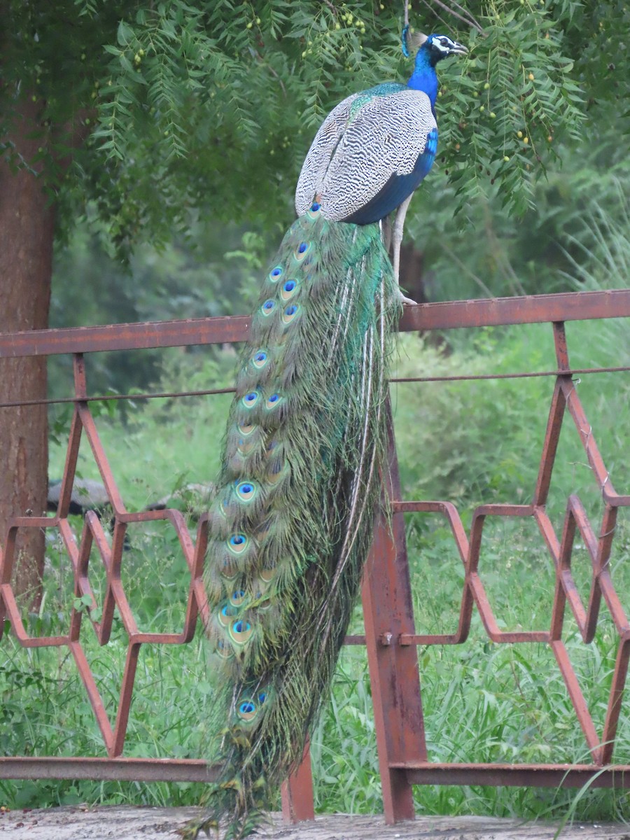 Indian Peafowl - ML638390456