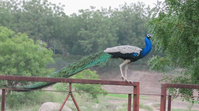 Indian Peafowl - ML638390458