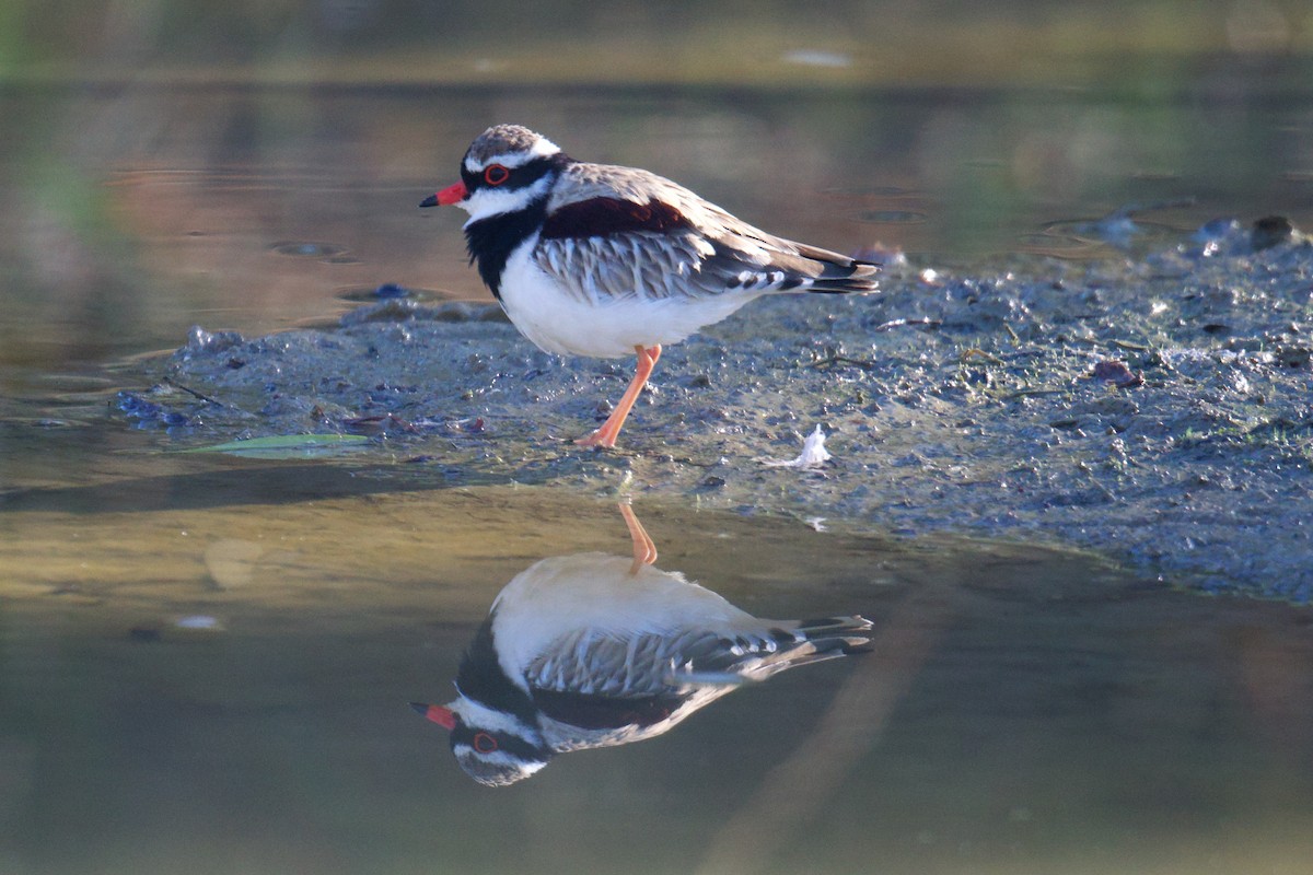 Black-fronted Dotterel - ML638390461