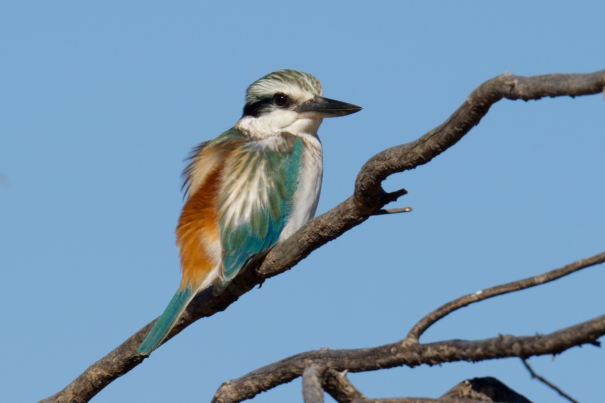Red-backed Kingfisher - ML638390462