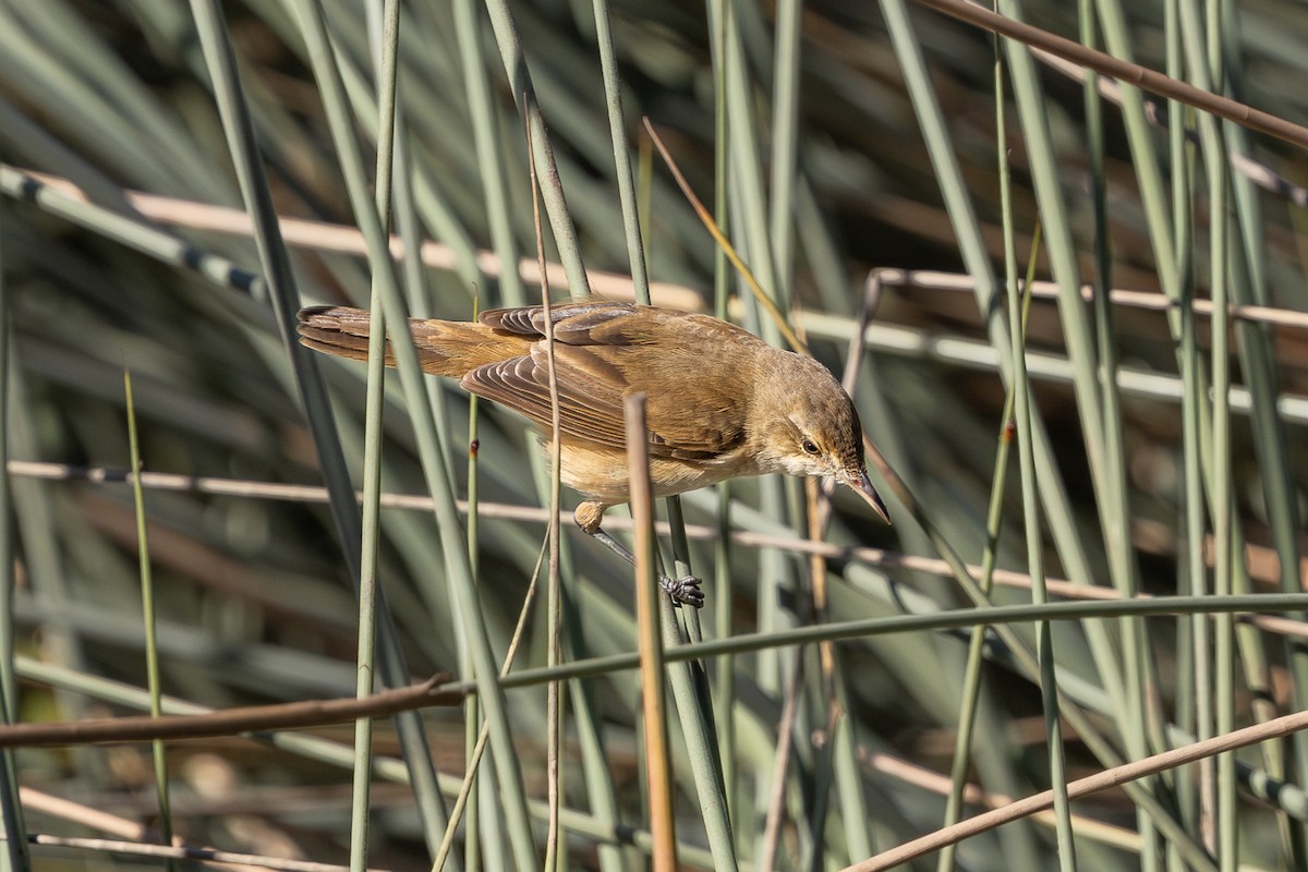 Australian Reed Warbler - ML638390467