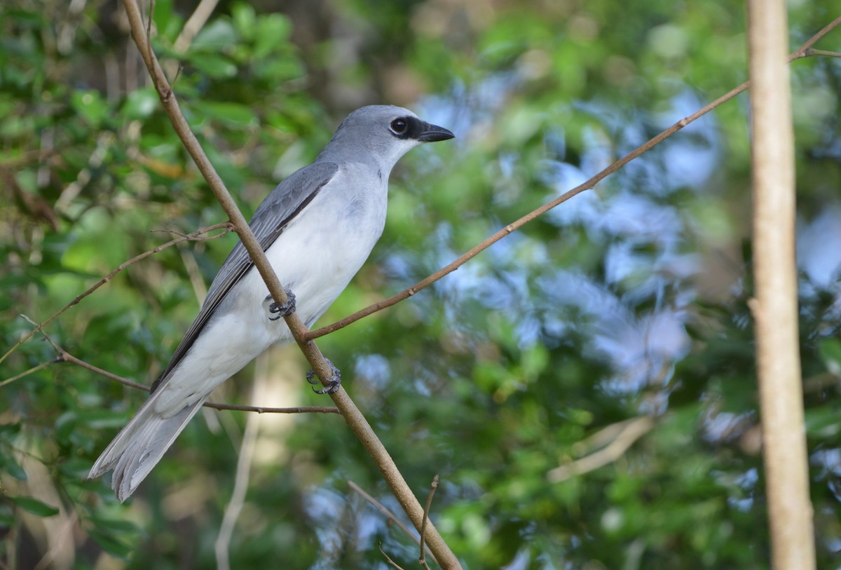 White-bellied Cuckooshrike - ML638390472