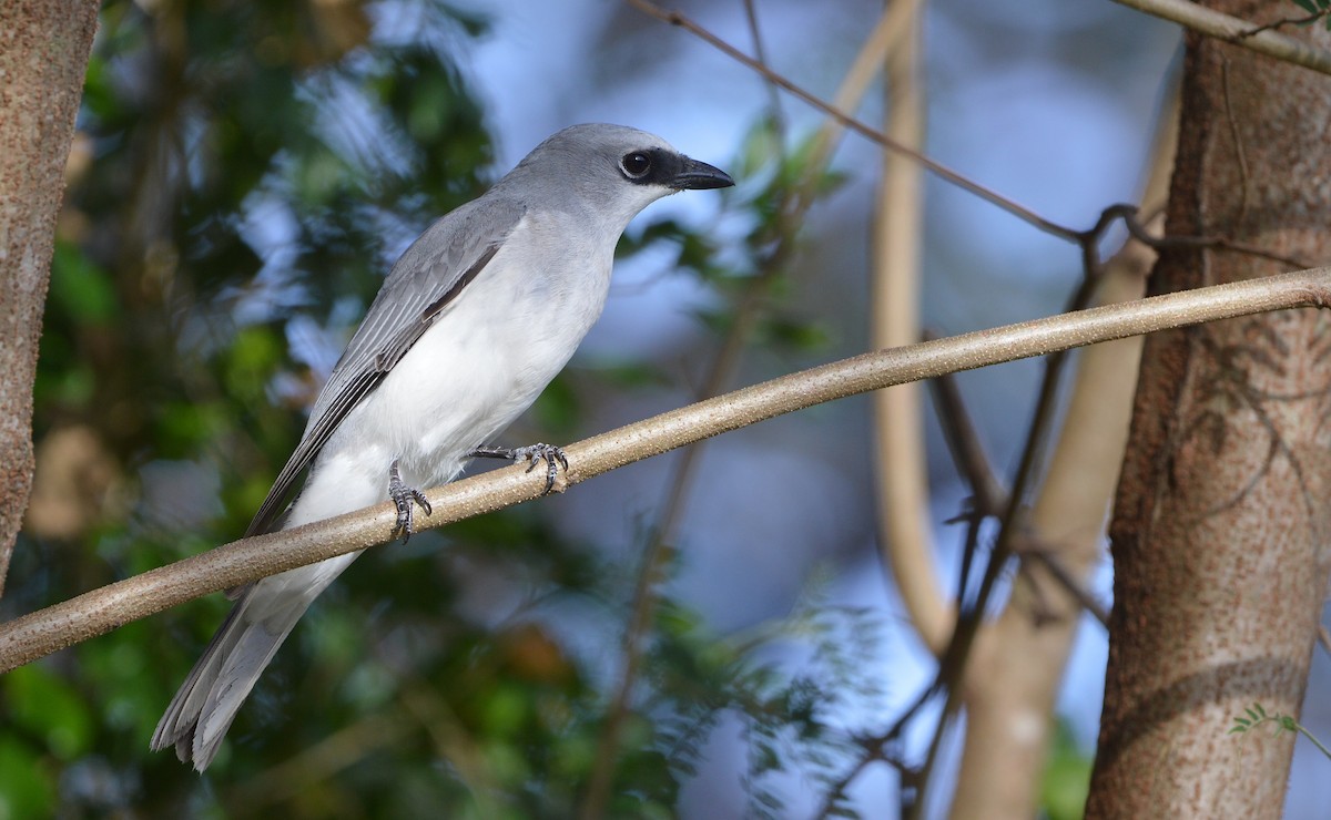White-bellied Cuckooshrike - ML638390478