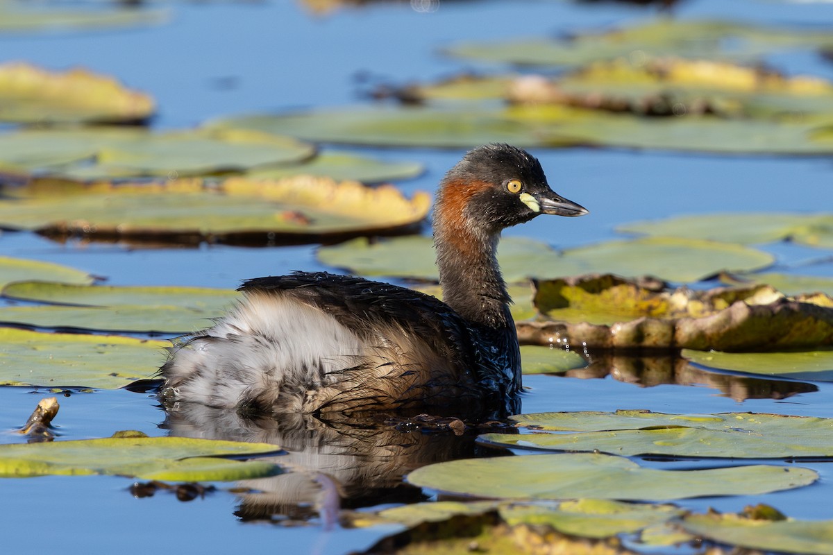 Australasian Grebe - ML638390481