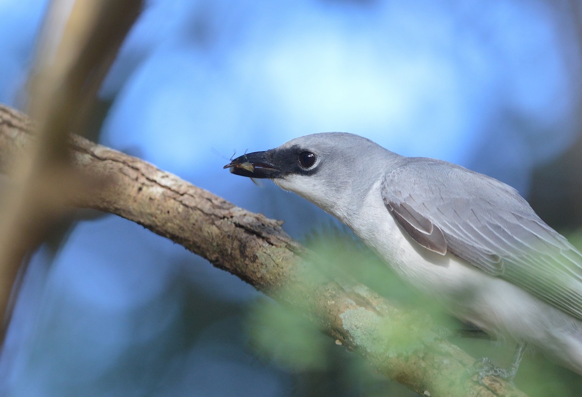 White-bellied Cuckooshrike - ML638390485