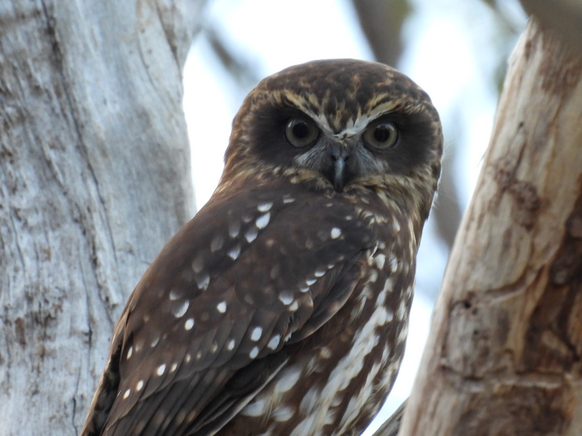 Australian Boobook - ML638390523