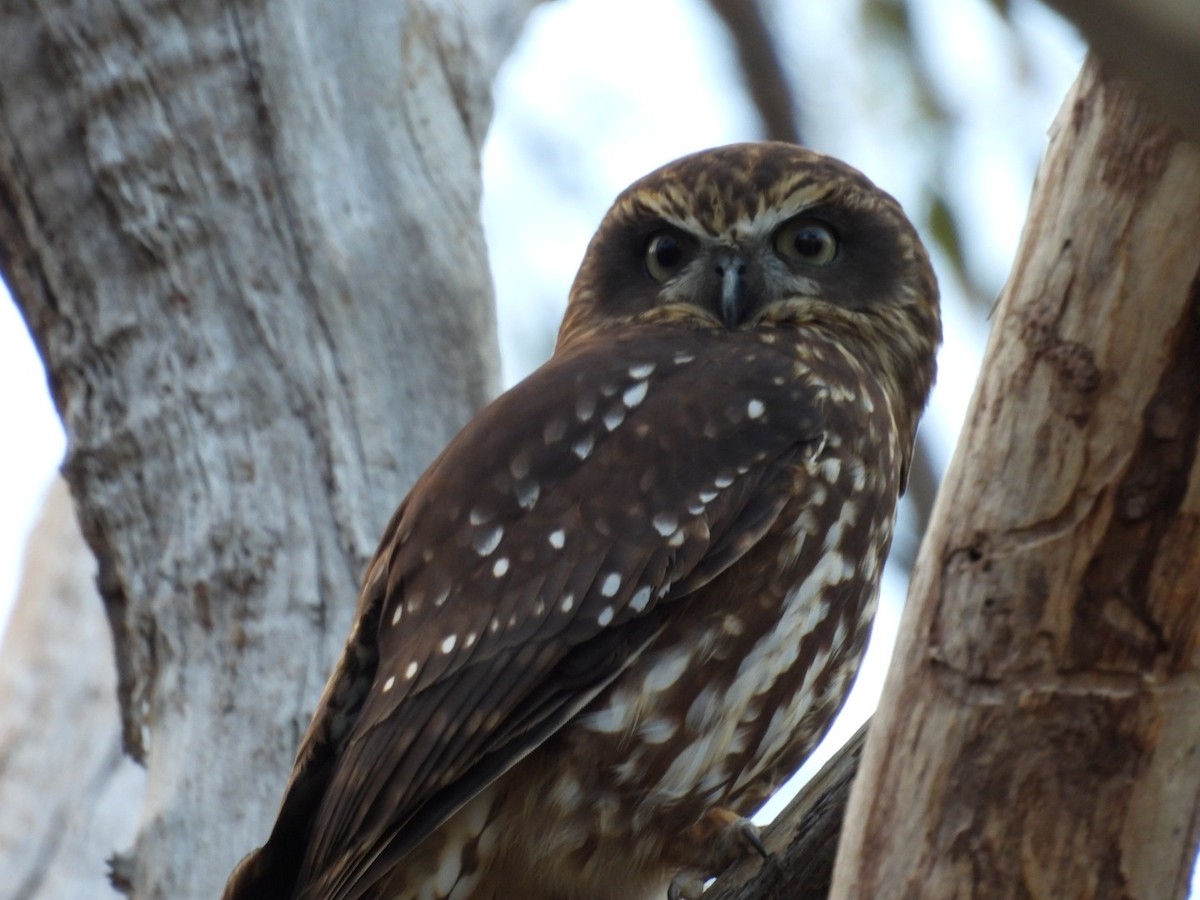 Australian Boobook - ML638390524
