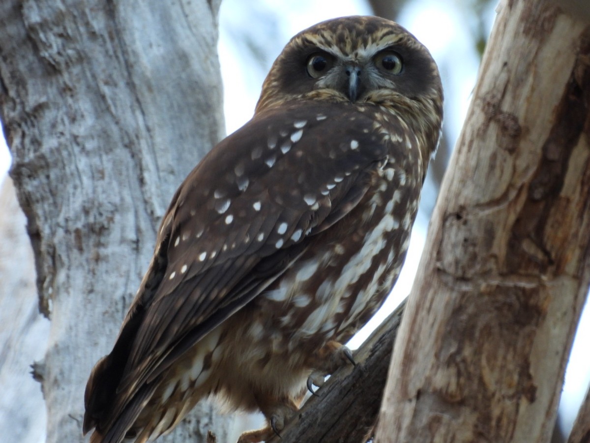 Australian Boobook - ML638390525