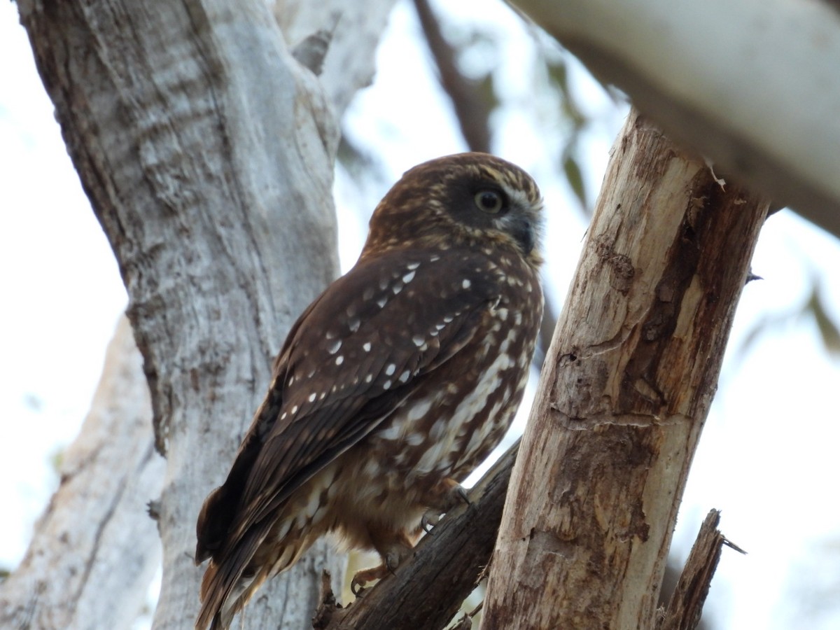 Australian Boobook - ML638390526