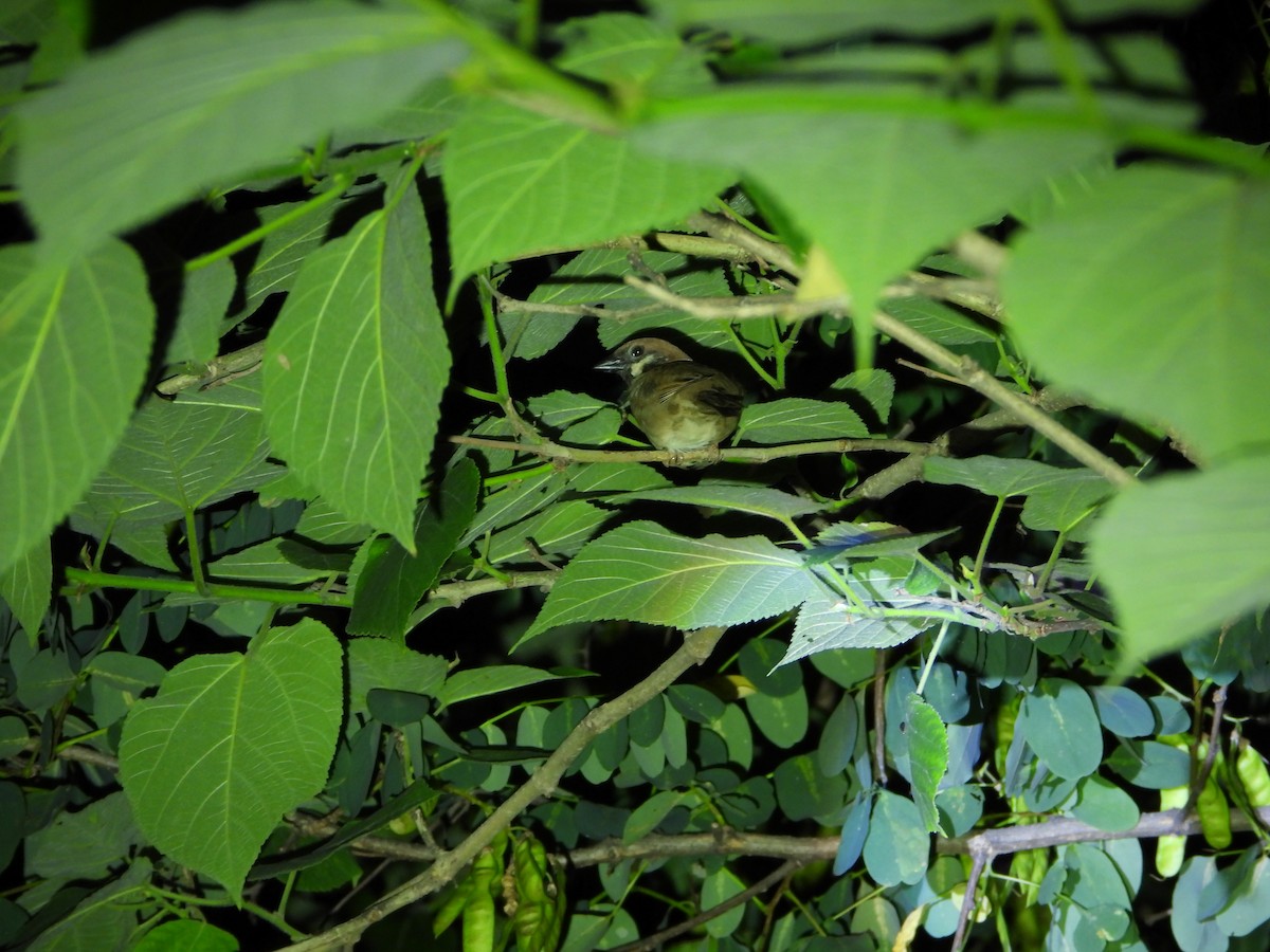 Eurasian Tree Sparrow - ML638390527