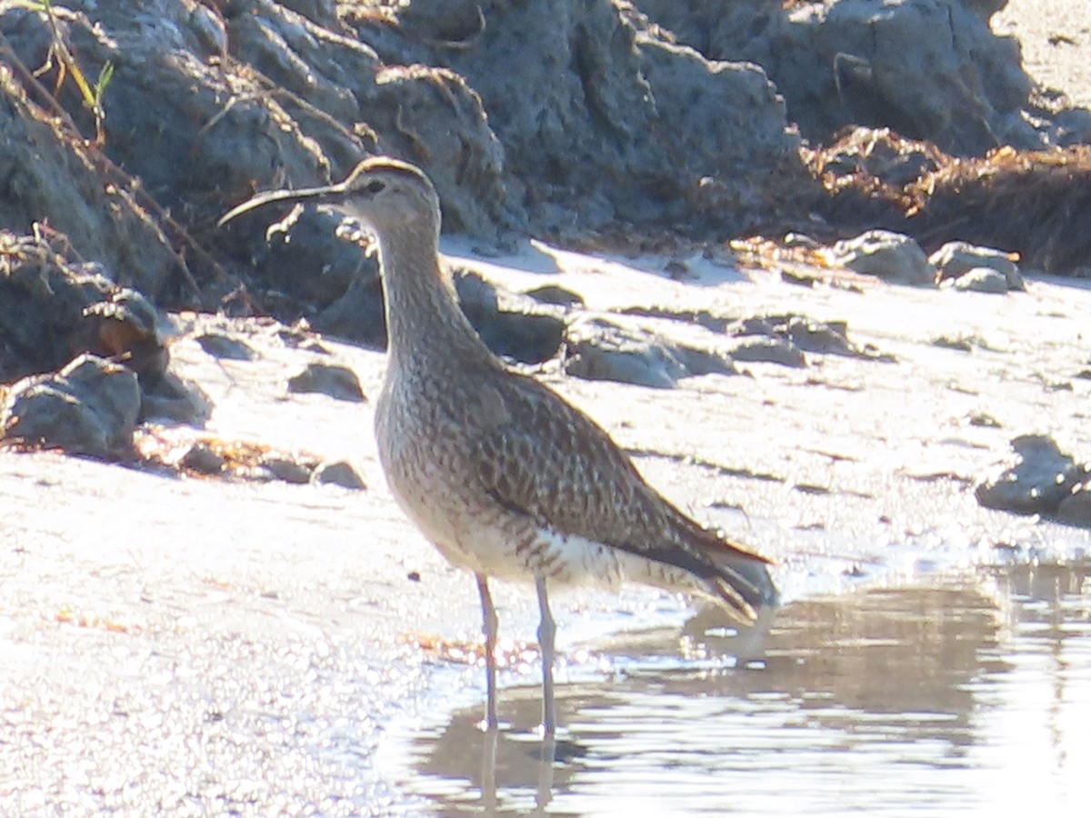 Whimbrel - ML638390539