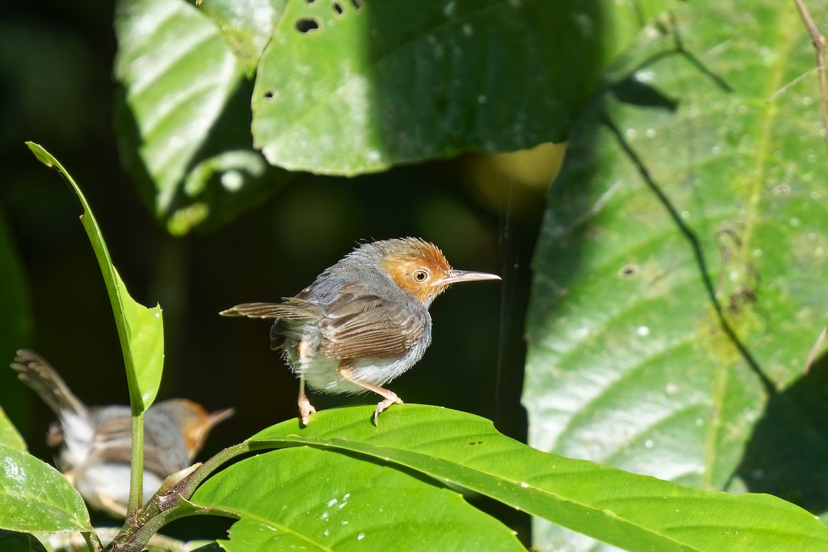 Ashy Tailorbird - ML638390549