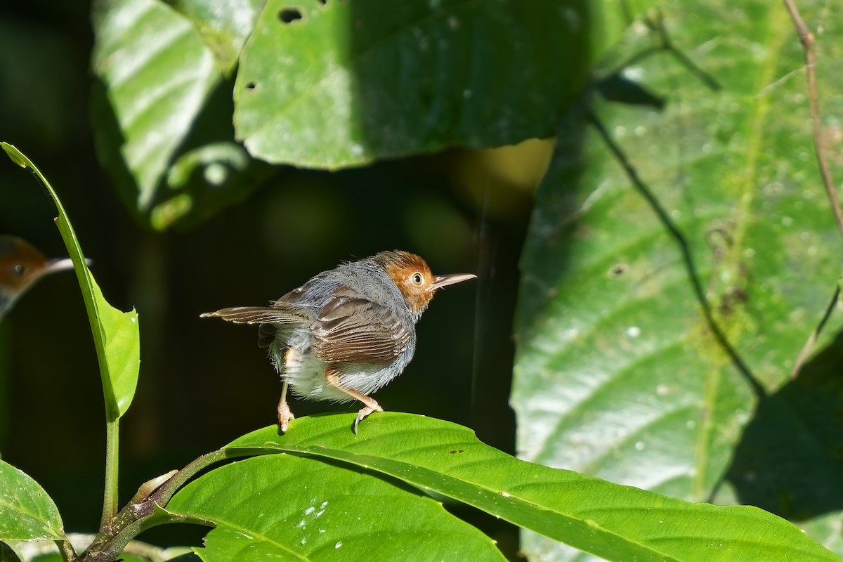 Ashy Tailorbird - ML638390550
