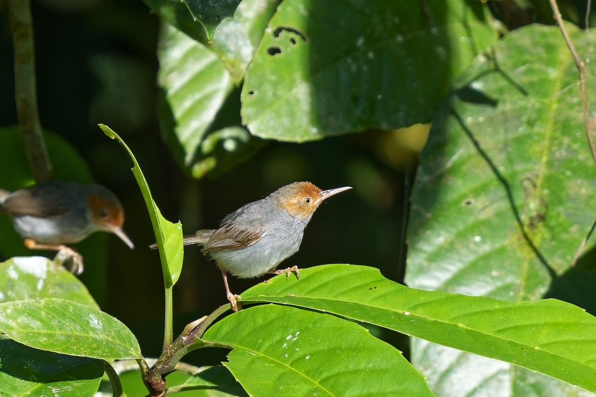 Ashy Tailorbird - ML638390551