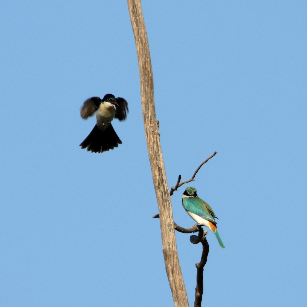 Restless Flycatcher - ML638390553