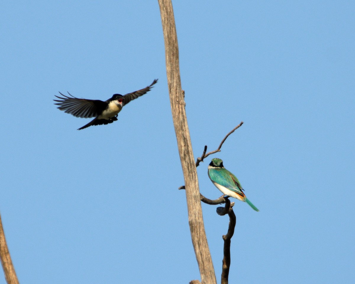 Restless Flycatcher - ML638390554