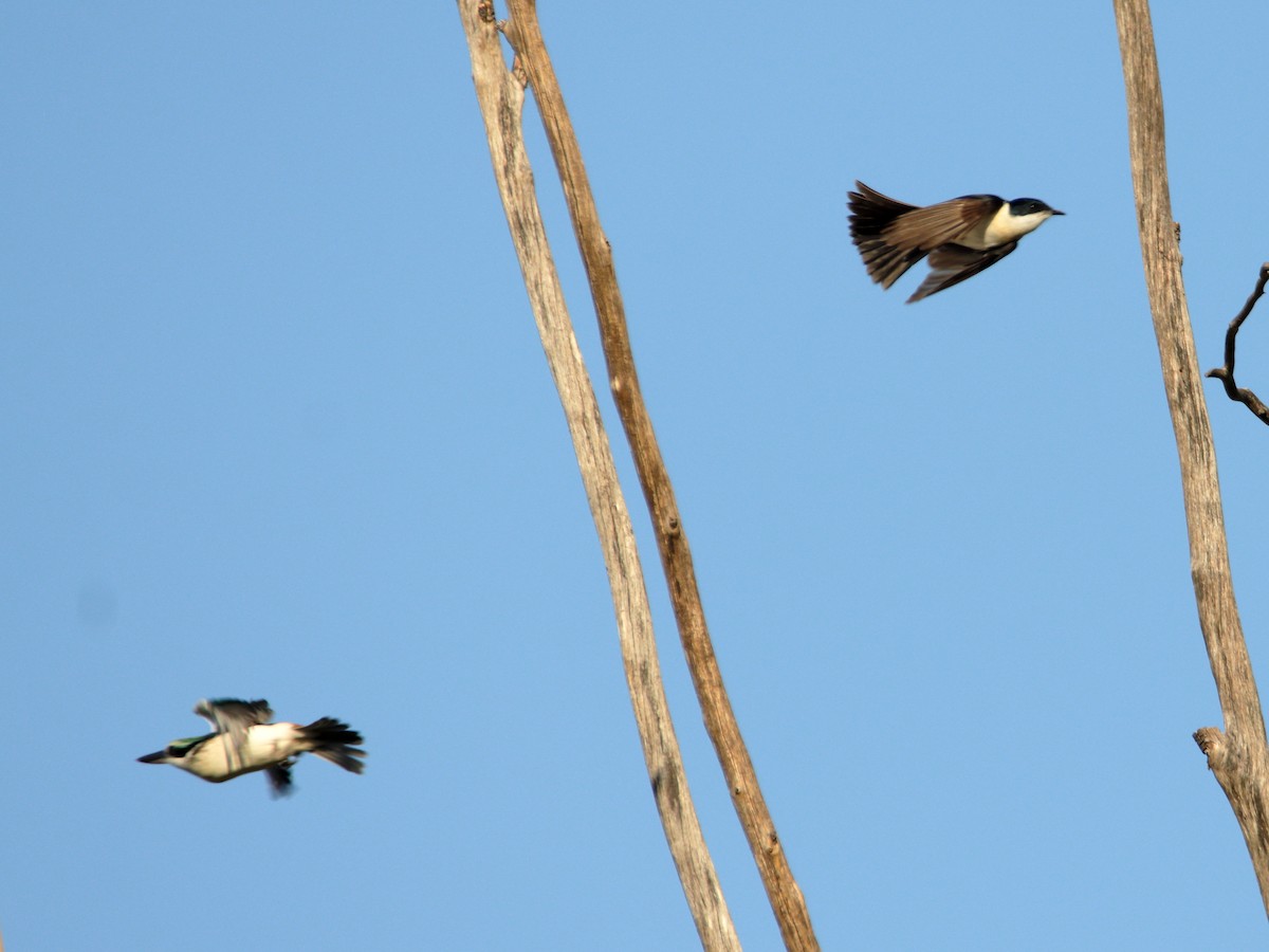 Restless Flycatcher - ML638390555