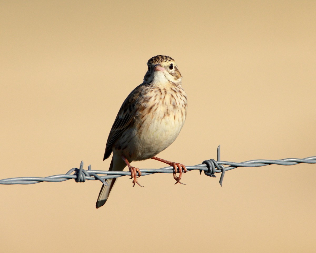 Australian Pipit - ML638390559