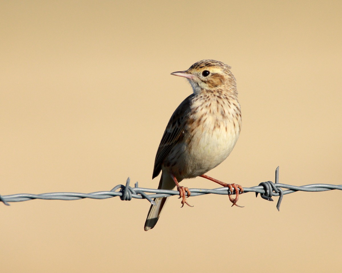 Australian Pipit - ML638390560