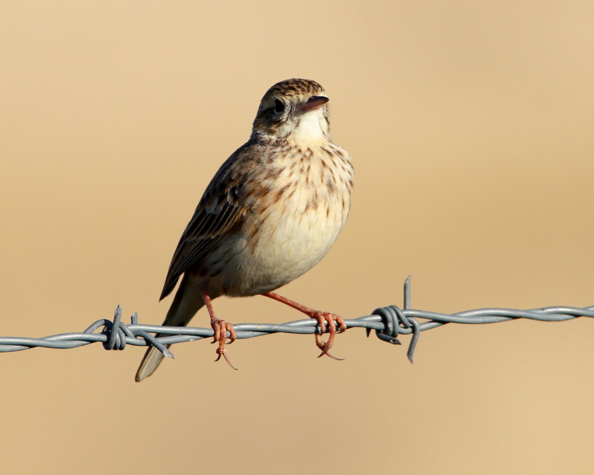 Pipit d'Australie - ML638390561