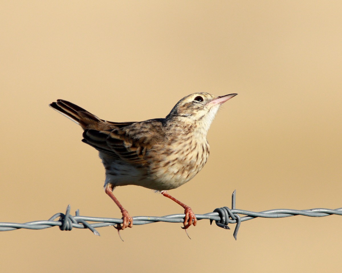 Pipit d'Australie - ML638390562