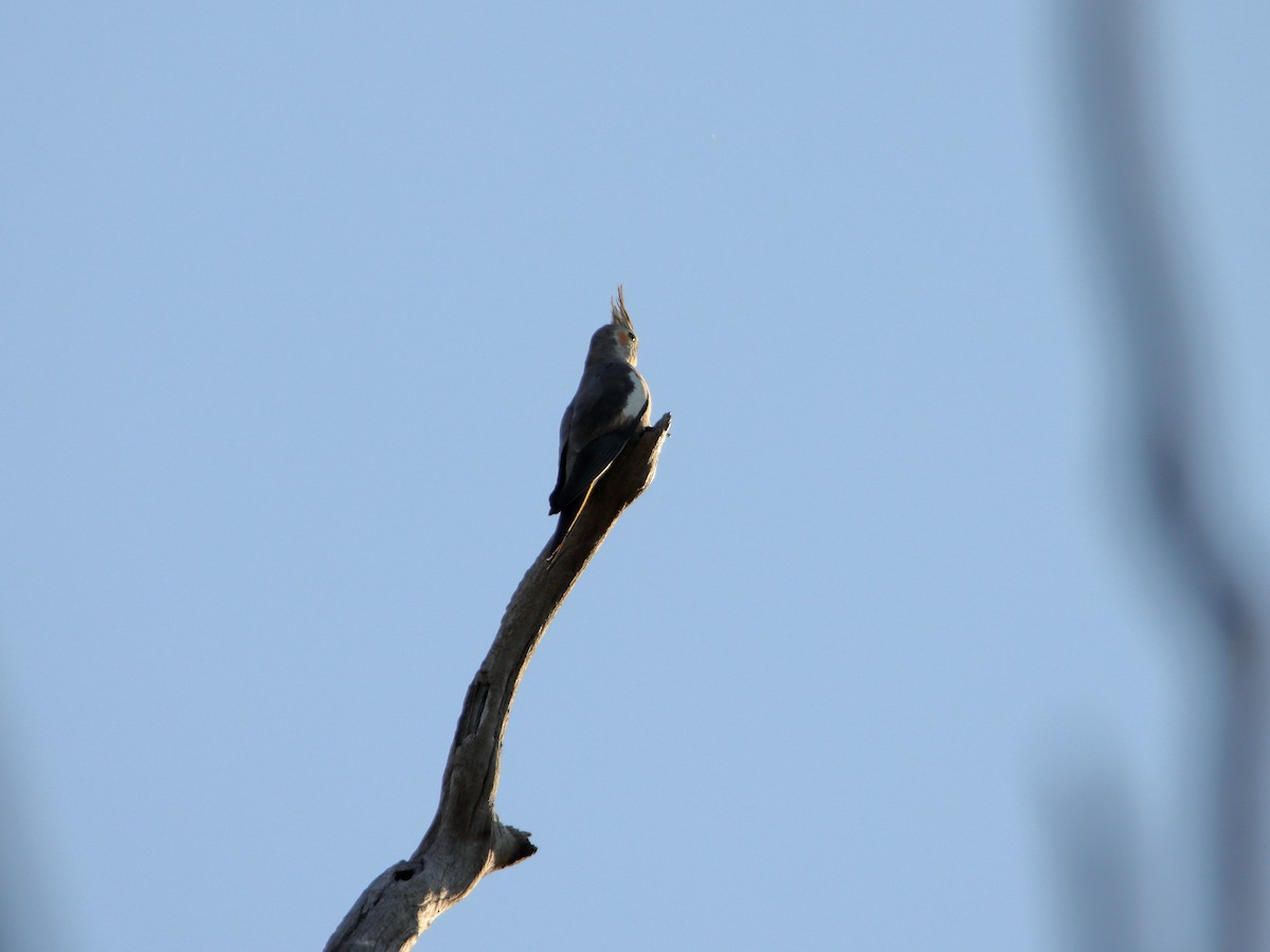 Cockatiel - ML638390566