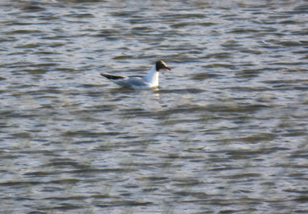 Mouette rieuse - ML638390571