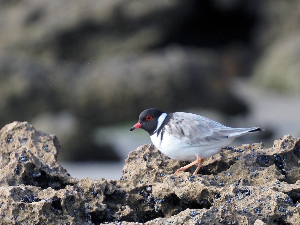 Hooded Plover - ML638390591