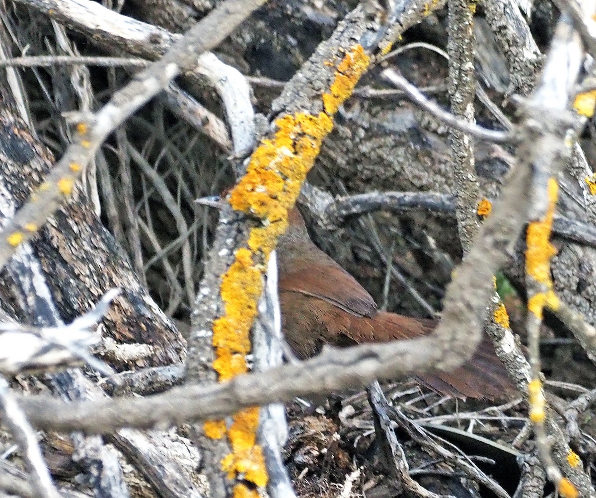 Rufous Bristlebird - ML638390631