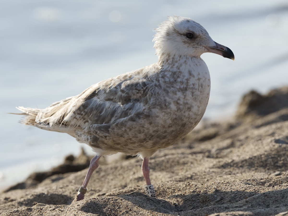 American Herring Gull - ML638390633