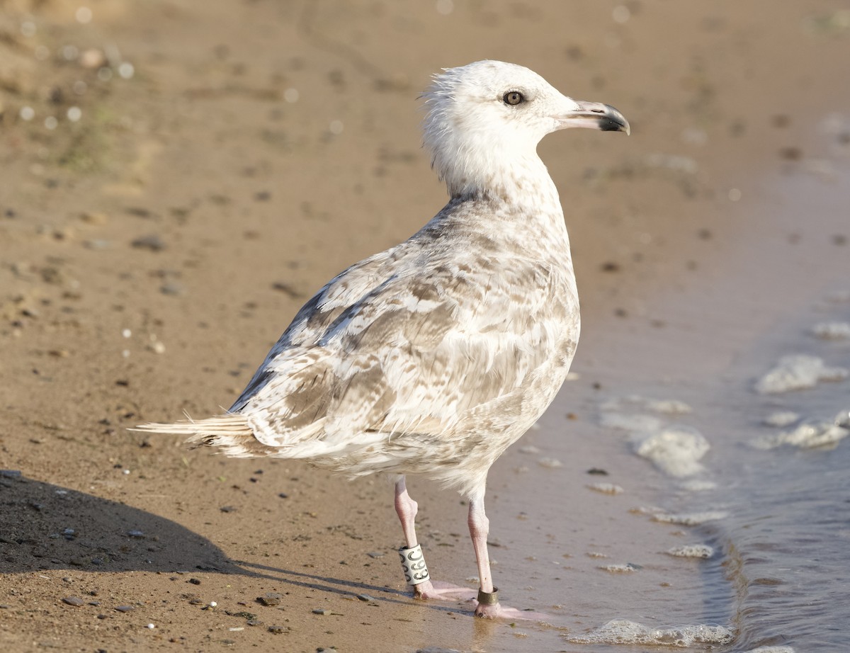 American Herring Gull - ML638390634