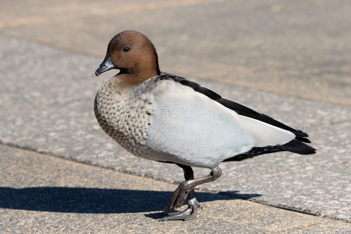 Maned Duck - ML638390637