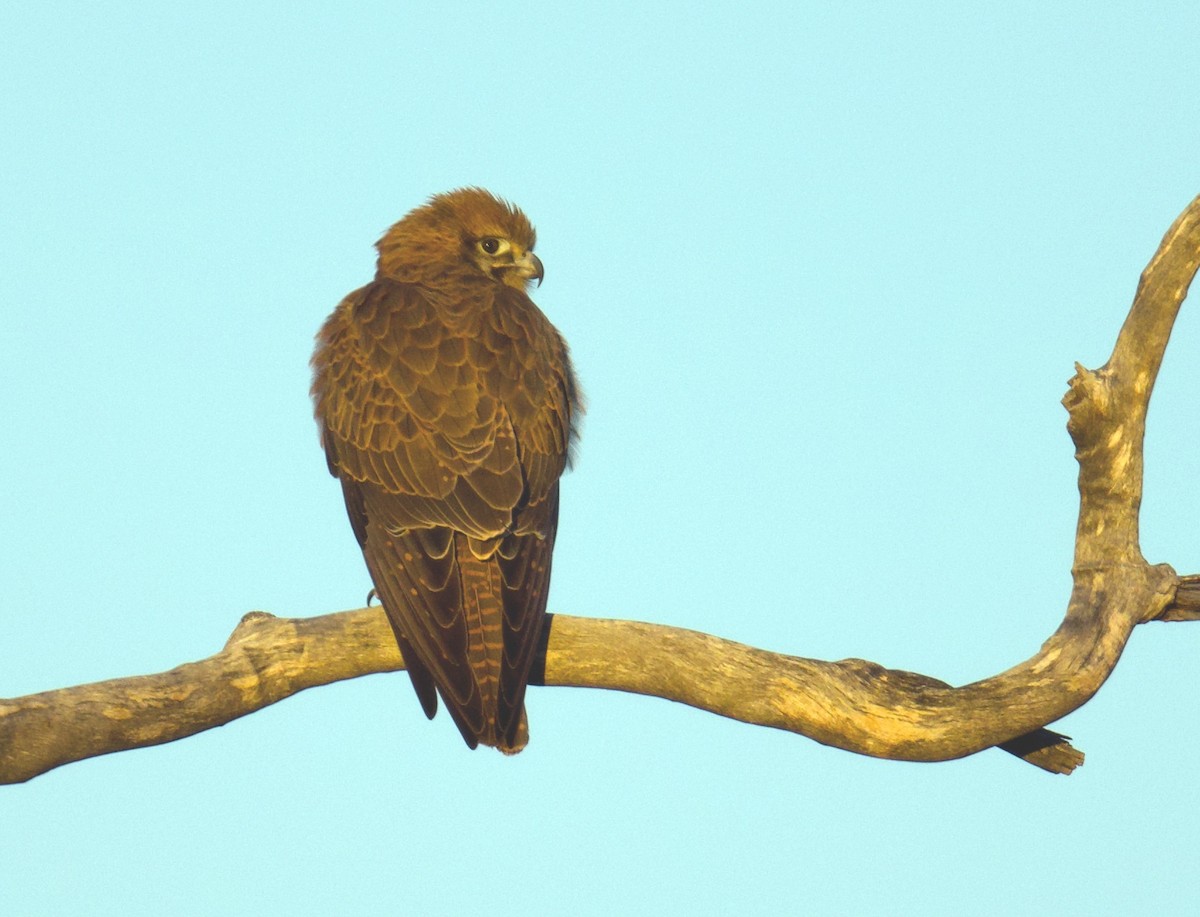 Brown Falcon - ML638390640