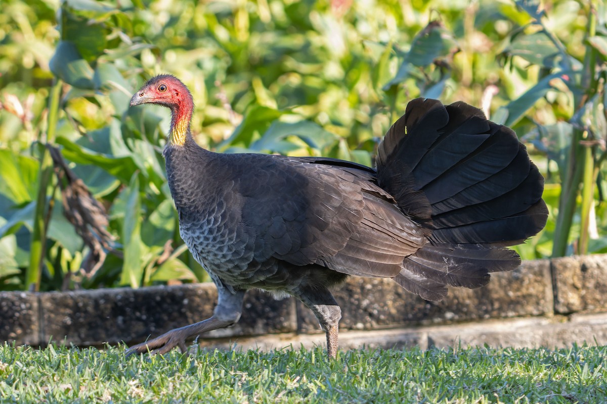 Australian Brushturkey - ML638390643