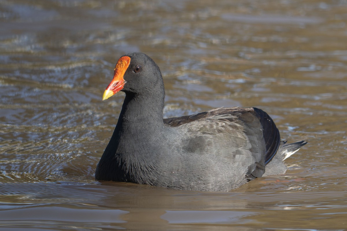 Dusky Moorhen - ML638390644